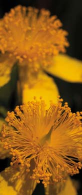 PHOTO: endangered plant species