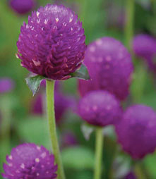 PHOTO: clover in bloom