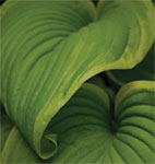 PHOTO: hosta