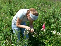 PHOTO: student working in the field