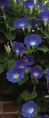 PHOTO: morning glory vine