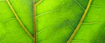 Plant and People Interactions