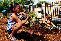 PHOTO: girl planting