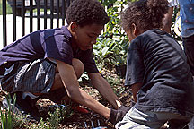 PHOTO: planting by the fence