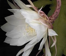 PHOTO: Orchid photo, copyright John Singer