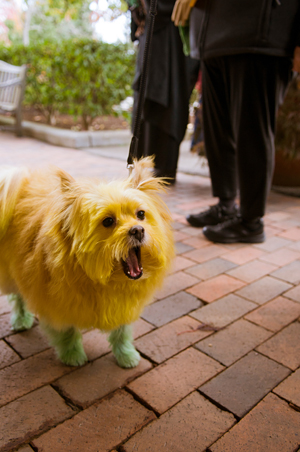 PHOTO: Dandelion dog