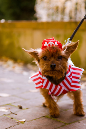 PHOTO: Pirate dog