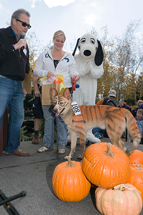 PHOTO: Best Overall Spooky Pooch