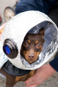 PHOTO: astronaut dog