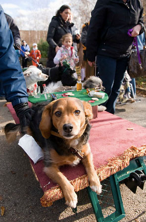 PHOTO: pirate puppy