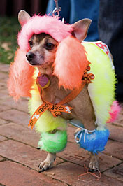 PHOTO: punk dog