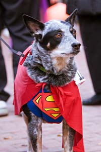 PHOTO: smiling devil dog