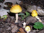 PHOTO: "amanita" mushroom