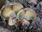 PHOTO: "cortinarius" mushroom
