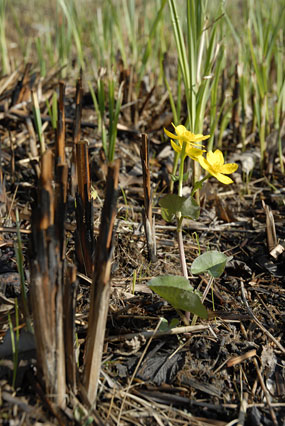 PHOTO: new growth on the prairie after a burn