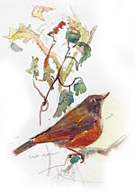 PHOTO: robin watercolor art