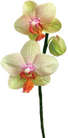 PHOTO: orchid
