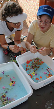 PHOTO: Creating homemade paper with colorful herbs and flowers.