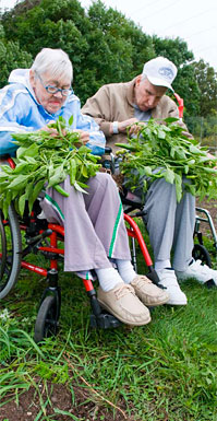 PHOTO: Seniors harvest midssummer vegetables