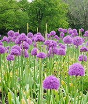 PHOTO: The Buehler Enabling Garden.