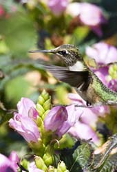 PHOTO: Hummingbird