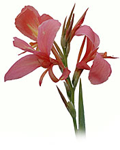 PHOTO: lily bloom