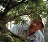 PHOTO man looking at bonsai