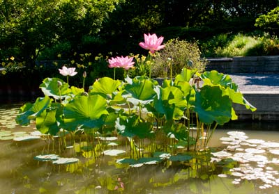 PHOTO: Aquatic Garden