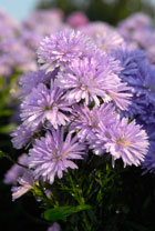 PHOTO: "Milka" aster