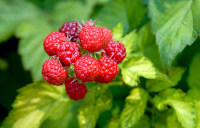 PHOTO: black rasberry