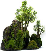 PHOTO: bonsai