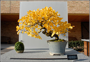 PHOTO: bonsai