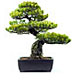 PHOTO: bonsai