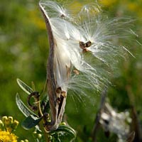 PHOTO: seed pod