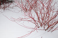 PHOTO: red dogwood stems