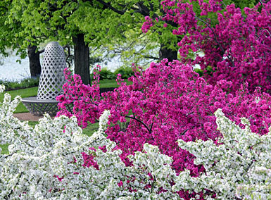 PHOTO: Crabapples in bloom