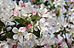 PHOTO: crab apple in bloom