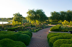 PHOTO: boxwood and willow