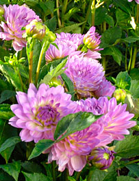 PHOTO: Dahlias