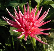 PHOTO: dahlia "park princess"