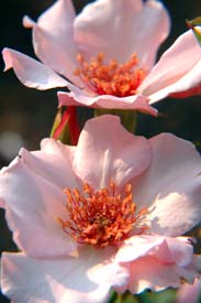 PHOTO: Rosa Dainty Bess