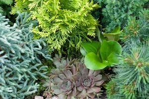 PHOTO: dwarf conifer