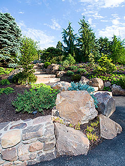 PHOTO: dwarf conifer