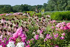 PHOTO: Lavin sun plant evaluation garden