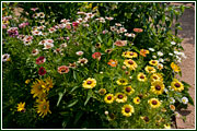 PHOTO: daisies