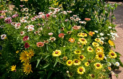 PHOTO: daisies