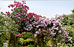 PHOTO: english walled garden