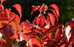 PHOTO: fall color