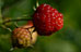PHOTO: Regenstein Fruit and Vegetable Garden