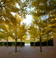 PHOTO: Gingko courtyard at the administration building